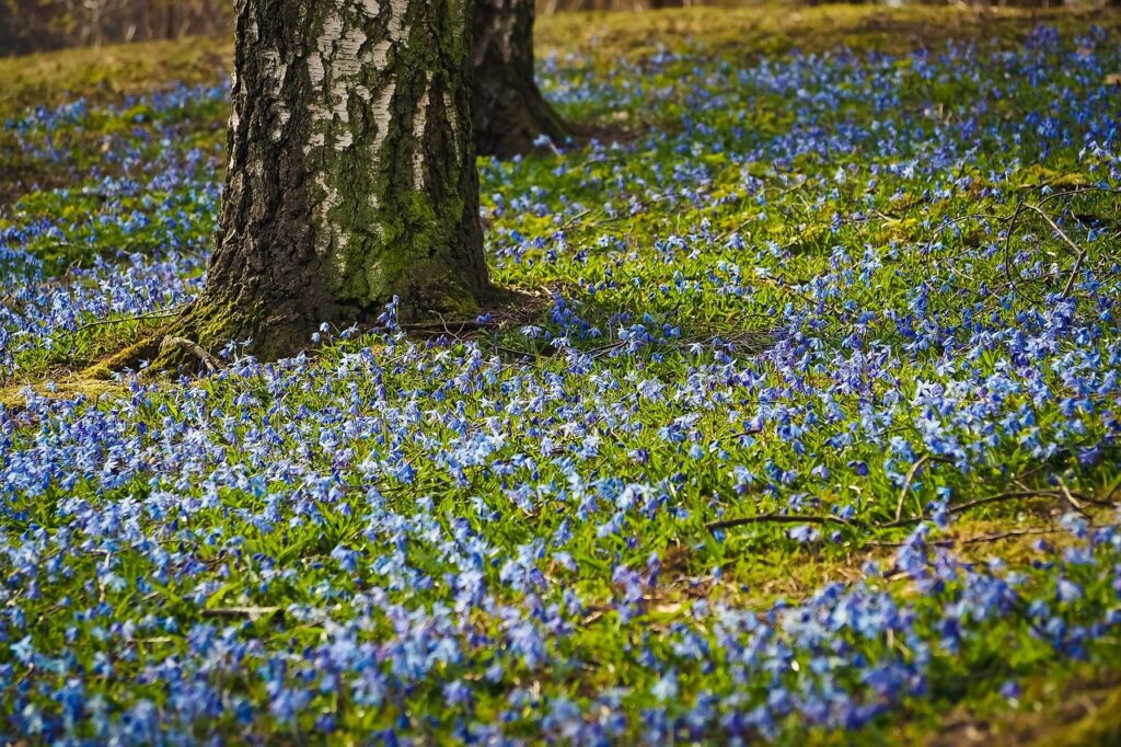 A tree trunk surrounded by a vibrant field of blue and purple wildflowers, bathed in soft sunlight—a serene symbol of spring renewal and the awakening of nature. 🌸