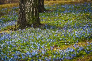 A tree trunk surrounded by a vibrant field of blue and purple wildflowers, bathed in soft sunlight—a serene symbol of spring renewal and the awakening of nature. 🌸